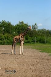 zoo02.jpg