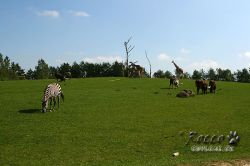 zoo03.jpg