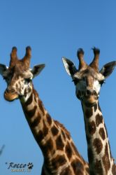 zoo04.jpg