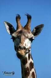 zoo05.jpg