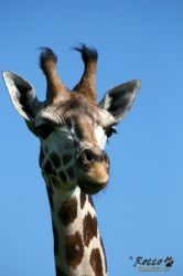 zoo06.jpg