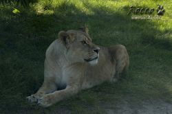 zoo08.jpg