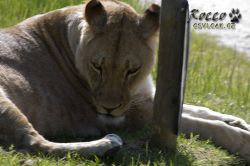zoo10.jpg