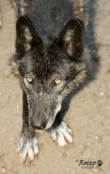 zoo35.jpg