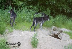 zoo39.jpg