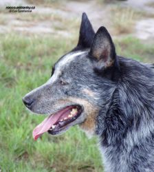 a_cattle_dog-hlava.jpg