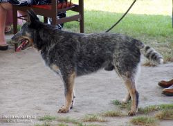 a_cattle_dog.jpg