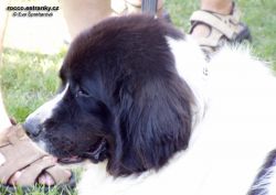 landseer.jpg