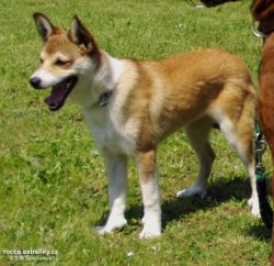 lundehund.jpg