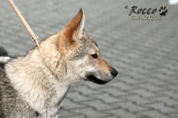 IMG_1781.jpg