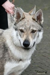 IMG_1784.jpg