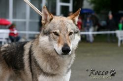 IMG_1848.jpg