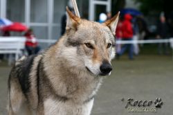 IMG_1849.jpg