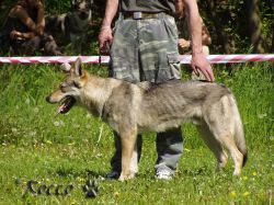 15_bron_z_hvozd_kot.jpg