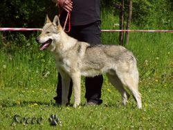 16_gryz02.jpg