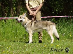 18_runar.jpg