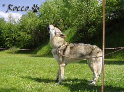 18_runar_v01.jpg