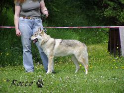49_cw_wolfy.jpg