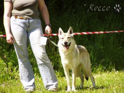 49_wolfy.jpg