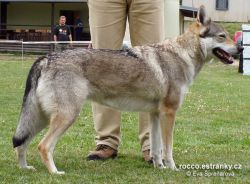 aset_voodoo_wolf03.jpg