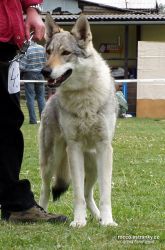 bellis_stin_vlka05.jpg