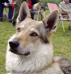 brave_odin_z_verne_smecky01M.jpg