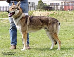 drak_lupus_bohemia_genao01M.jpg