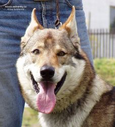drak_lupus_bohemia_genao02M.jpg