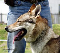drak_lupus_bohemia_genao03M.jpg
