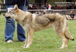 ushas_crying_wolf.jpg