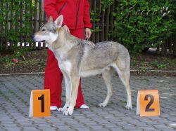 09_akar02.jpg