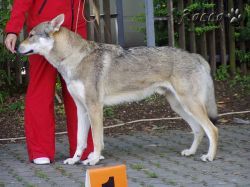 09_akar_01.jpg