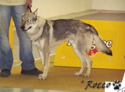 08_amur_kalinovska_svorka01.jpg