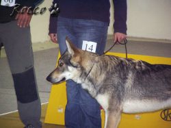 14_hron_zlata_palz.jpg