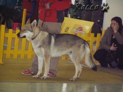 29_pinto02.jpg