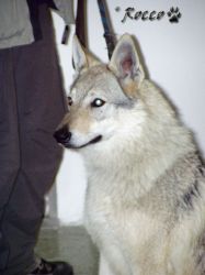 49_cira_velky_jarok01.jpg