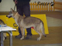 51_cora_velky_jarok01.jpg