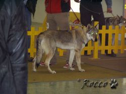 54_jolka_radov_dvor.jpg
