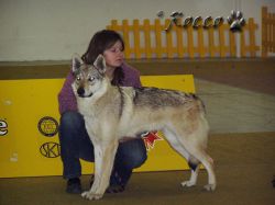 57_wolfy_cw.jpg