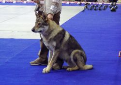 ammaty-wolf_rhoderick_sodar.jpg