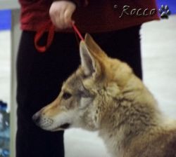 ossa01.jpg
