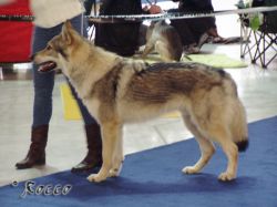 08_veron01.jpg
