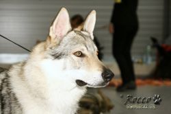 IMG_1610.jpg