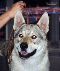 qeron1.jpg