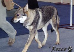 01_amatty_wolf.jpg
