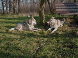 01_krlis.jpg