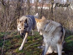 04_krlis.jpg