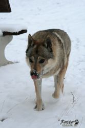 IMG_0036_.jpg