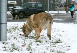 IMG_1685.jpg