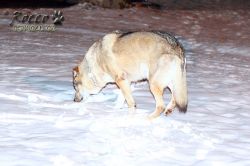 IMG_1699.jpg